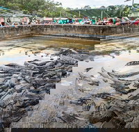Hartley's Crocodile Adventures Day Trip from Palm Cove - Accommodation Cooktown