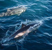 Sydney Whale-Watching Cruise - Accommodation Cooktown