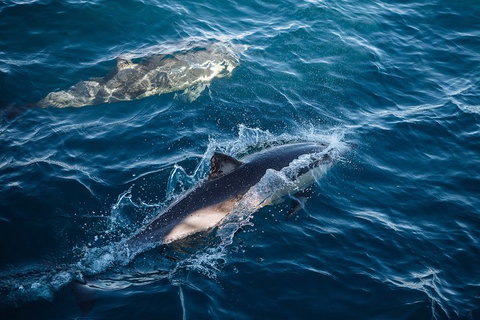 Sydney Whale-Watching Cruise - Accommodation Cooktown 0