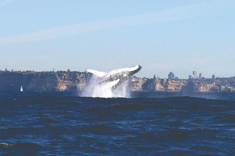 Sydney Whale-Watching Cruise - Accommodation Cooktown 3