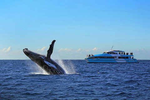 Sydney Whale-Watching Cruise - Accommodation Cooktown 5