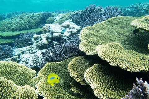 Abrolhos Islands Scenic Flight & Snorkel Adventure From Perth - Accommodation Cooktown 4