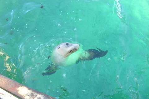 Abrolhos Islands Scenic Flight & Snorkel Adventure From Perth - Accommodation Cooktown 5