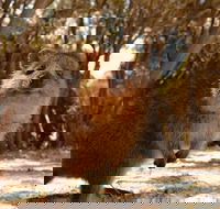 Pinnacles  Rottnest Island Scenic Air  Ground Tour - Accommodation Cooktown