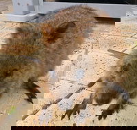 Wave Rock Pinnacles and Rottnest One Day Aeroplane Tour - Accommodation Cooktown