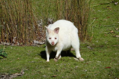 7-Day Super Value Tour Of Tasmania: Explore Tasmania's West And East Coasts - Accommodation Cooktown 1