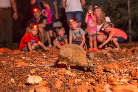 Alice Springs Desert Park Nocturnal Tour - Accommodation Cooktown 1