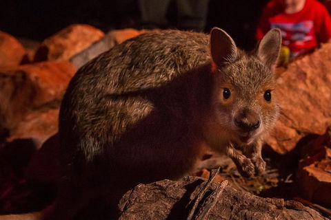 Alice Springs Desert Park Nocturnal Tour - Accommodation Cooktown 3