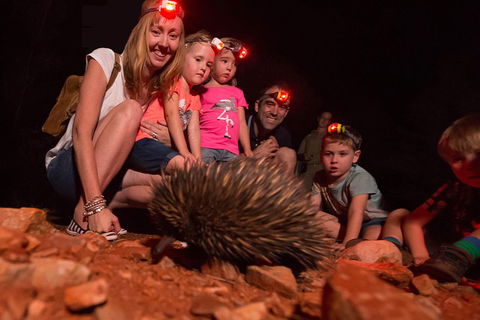 Alice Springs Desert Park Nocturnal Tour - Accommodation Cooktown 5