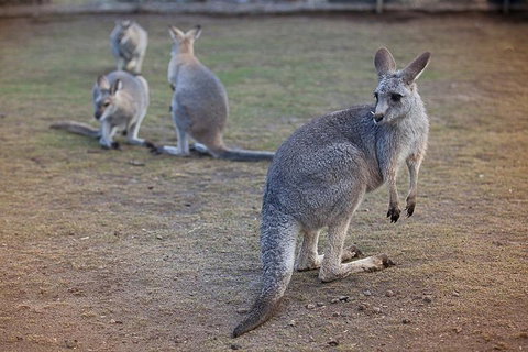 Private Tour: Blue Mountains Day Trip From Sydney - Accommodation Cooktown 2