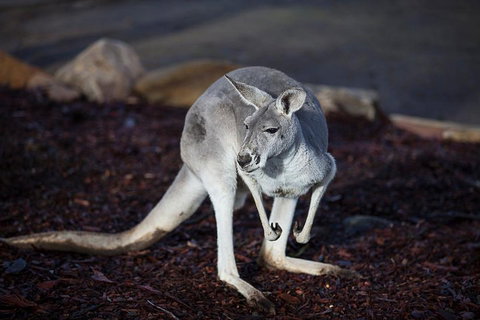 Private Tour: Blue Mountains Day Trip From Sydney - Accommodation Cooktown 3