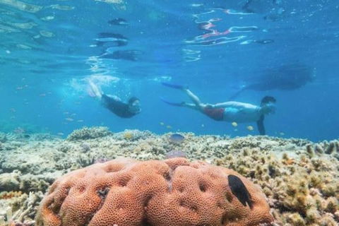 Great Barrier Reef Day Cruise To Reefworld - Accommodation Cooktown 1