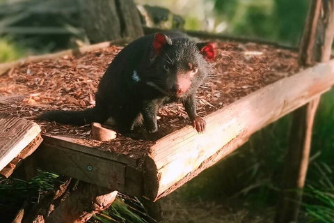 Bonorong Wildlife Park And Richmond Afternoon Tour From Hobart - Accommodation Cooktown 4