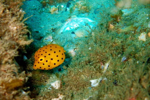 Wave Break Island Scuba Diving On The Gold Coast - Accommodation Cooktown 3