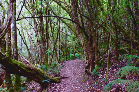 Kunanyi / Mt. Wellington Guided Hiking Tour - Accommodation Cooktown 2