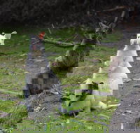 Full-Day Guided Bruny Island Tour from Hobart - Accommodation Cooktown