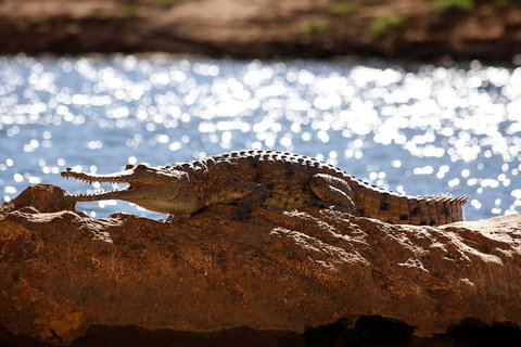 Windjana Explorer - Accommodation Cooktown 5