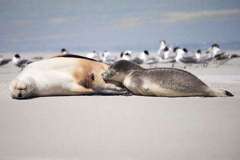 Kangaroo Island Luxury Small Group 'Island Life' Full Day Tour - Accommodation Cooktown 5