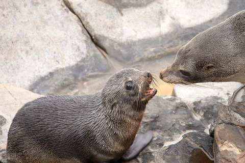 Kangaroo Island Luxury Small Group 'Flinders Chase Focus' Full Day Tour - Accommodation Cooktown 2