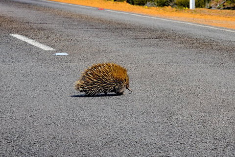 Kangaroo Island Luxury Small Group 'Flinders Chase Focus' Full Day Tour - Accommodation Cooktown 3