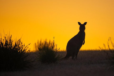 Kangaroo Island Luxury Small Group 'Flinders Chase Focus' Full Day Tour - Accommodation Cooktown 5