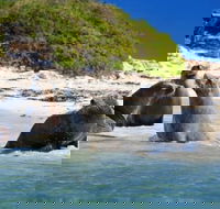 Dolphin Penguin and Sea Lion Cruise - Accommodation Cooktown