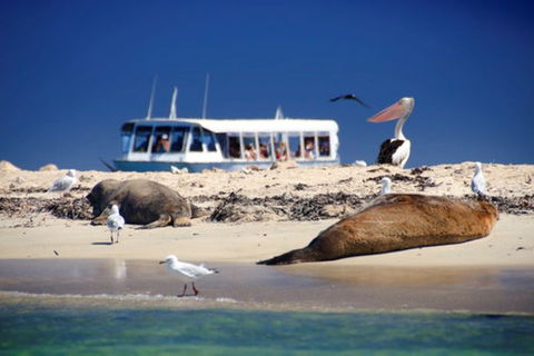 Dolphin, Penguin And Sea Lion Cruise - Accommodation Cooktown 1