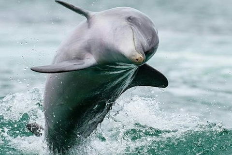 Dolphin, Penguin And Sea Lion Cruise - Accommodation Cooktown 2