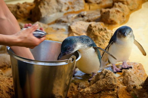 Dolphin, Penguin And Sea Lion Cruise - Accommodation Cooktown 3
