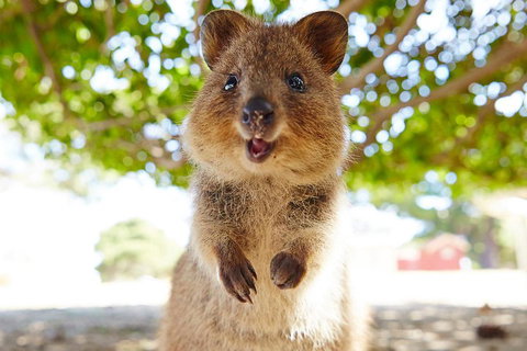 Discover Rottnest With Ferry & Bus Tour From Perth Or Fremantle - Accommodation Cooktown 0