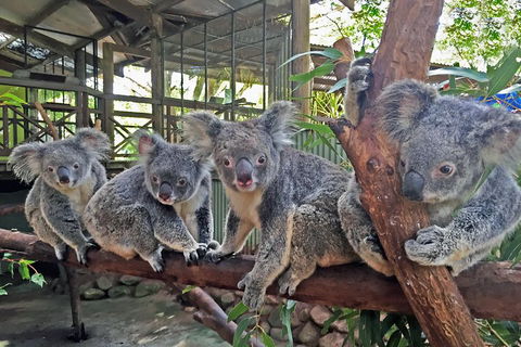 Best Of Kuranda Including Skyrail, Kuranda Scenic Railway And Rainforestation - Accommodation Cooktown 4