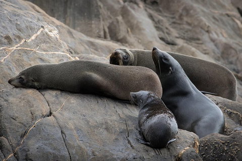 Kangaroo Island Ocean Safari - Snorkeling Safari - Accommodation Cooktown 0