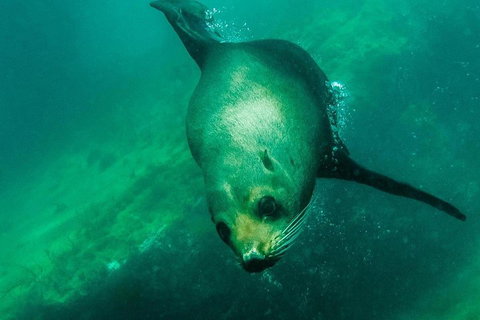 Kangaroo Island Ocean Safari - Snorkeling Safari - Accommodation Cooktown 1