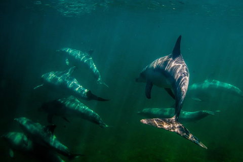 Kangaroo Island Ocean Safari - Snorkeling Safari - Accommodation Cooktown 2