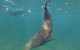Kangaroo Island Ocean Safari - Snorkeling Safari - thumb 3