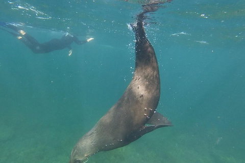 Kangaroo Island Ocean Safari - Snorkeling Safari - Accommodation Cooktown 3