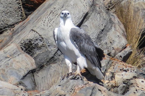 Kangaroo Island Ocean Safari - Snorkeling Safari - Accommodation Cooktown 4
