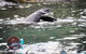 Kangaroo Island Ocean Safari - Snorkeling Safari - thumb 5