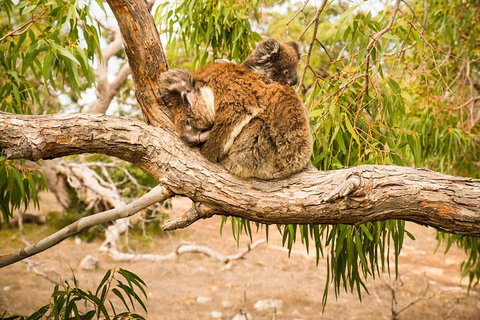 10 Day Perth To Adelaide Private Tour - The Great Australian Wilderness Journey - Accommodation Cooktown 4