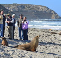 Full day Seal Bay Experience departing from Kangaroo Island - Accommodation Cooktown