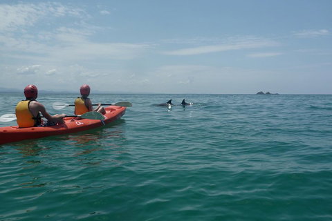Kayaking With Dolphins In Byron Bay Guided Tour - Accommodation Cooktown 4
