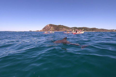 Kayaking With Dolphins In Byron Bay Guided Tour - Accommodation Cooktown 5