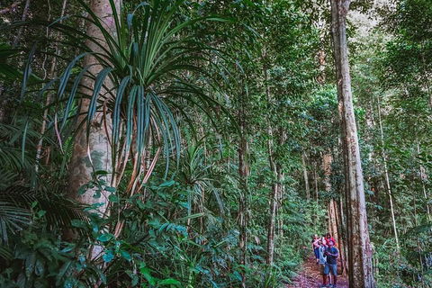 Atherton Tablelands Rain Forest By Night From Cairns - Accommodation Cooktown 0