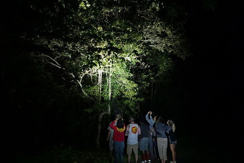 Atherton Tablelands Rain Forest By Night From Cairns - Accommodation Cooktown 2