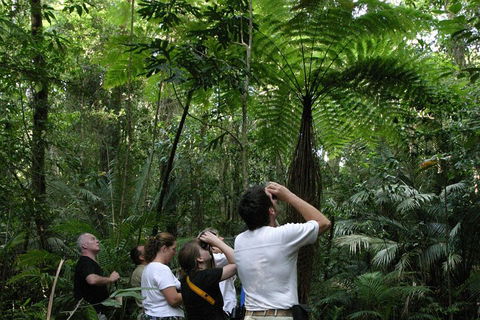 Atherton Tablelands Rain Forest By Night From Cairns - Accommodation Cooktown 3