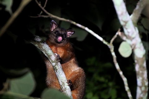 Atherton Tablelands Rain Forest By Night From Cairns - Accommodation Cooktown 4