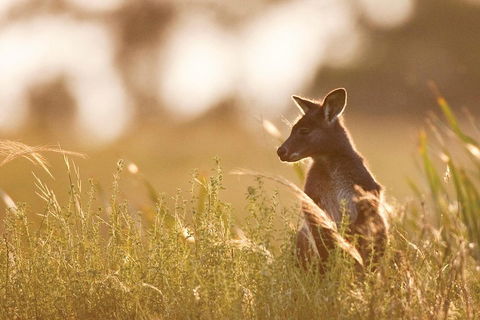 Blue Mountains Day Tour With Wildlife At Sunset From Sydney - Accommodation Cooktown 2