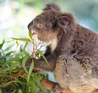 Blue Mountains Private Tour with Kangaroos  Koala Encounter - Accommodation Cooktown