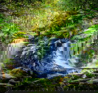 Day Tour in Mt. Field Mt. Wellington Bonorong Wildlife Sanctuary and Richmond - Accommodation Cooktown