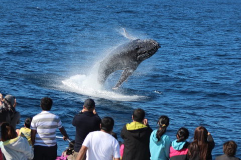 Tangalooma Island Resort Whale Watching Day Cruise With Dolphin Viewing - Accommodation Cooktown 1